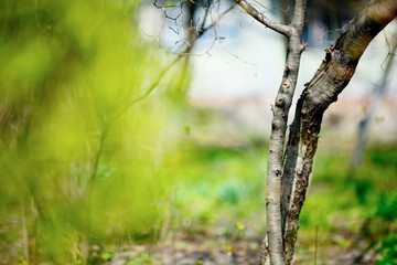 Trunk of cherry in spring garden