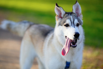 Husky portrait in a summer park