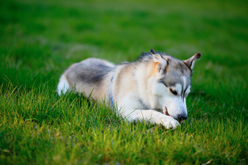 Siberian Husky frolic with a wooden stick in his mouth