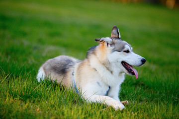 Portrait of Siberian Husky lying in the green grass