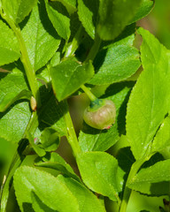 Flower of wild European blueberry or Vaccinum myrtillus hiding in leaves macro in twilight forest, selective focus, shallow DOF