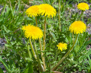 Blooming Common dandelion Taraxacum officinale close-up, soft edges, selective focus, shallow DOF