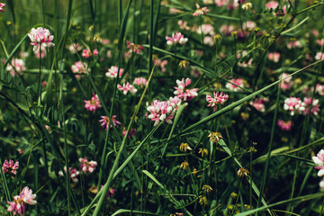Obraz premium Spring wild flower background.