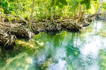 mangrove forest Krabi