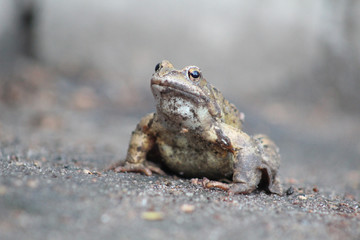 Big frog sitting on the asphalt