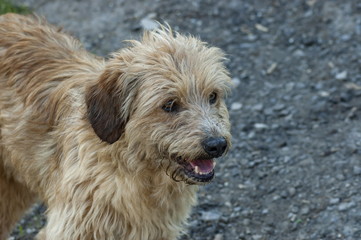 Lost thoroughbred goldun-retrivur dog on the nature to seek way for home, Plana mountain, Bulgaria 