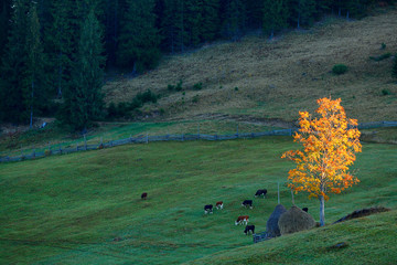 Autumn Landscape with golden tree and grazing cows