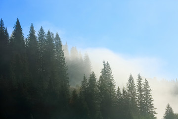 Coniferous forest in fog and morning sunlight