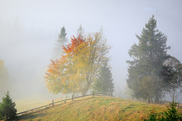 Landscape with trees and fog