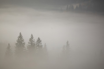 Coniferous trees in a thick fog
