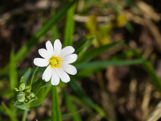Flower Greater stitchwort or Stellaria holostea with bokeh background, macro, selective focus, shallow DOF