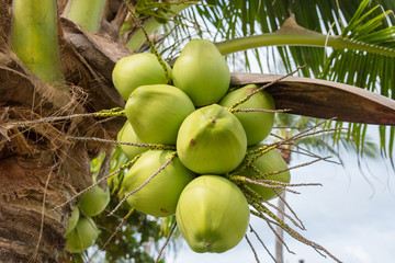 Coconut on the tree , green coconut at tree.