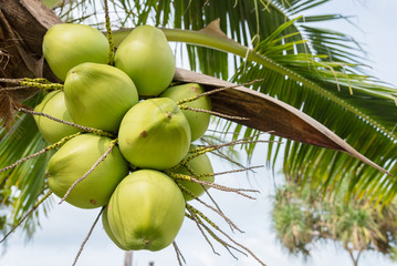 Coconut on the tree , green coconut at tree.