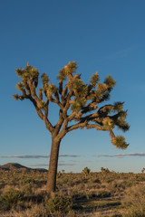 Fototapeta na wymiar Large Joshua Tree in Afternoon Light