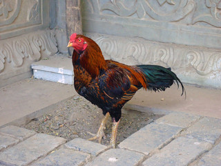 Rooster in India