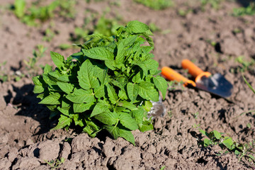 Tomato Seedlings and Garden Tools in the Beds