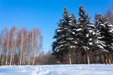 Beautiful winter landscape with snow, fir-trees and birches