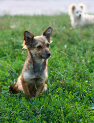 Two dogs in the grass