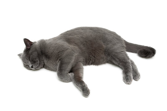 beautiful gray cat is sleeping on a white background.
