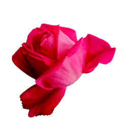Beautiful  romantic pink rose on white background