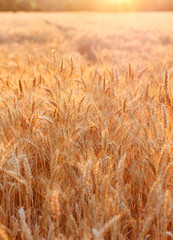 Golden sunset over wheat field