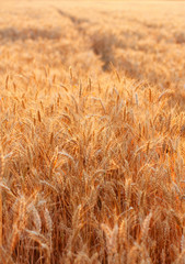 Golden wheat field in the evening
