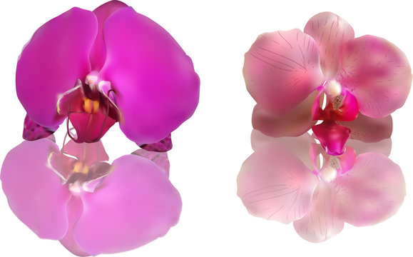 two pink orchid blooms with reflections on white