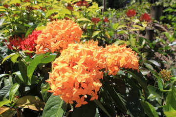 Jard&iacute;n con flores amarillas y rojas