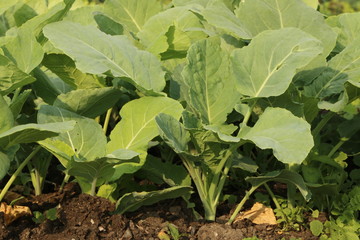 Cabbage seedlings in a biological vegetable garden, Kohlsetzlinge in einem biologischen Gemüsegarten