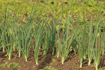 Organic onions in the vegetable garden, Biologischer Zwiebelanbau im Gemüsegarten