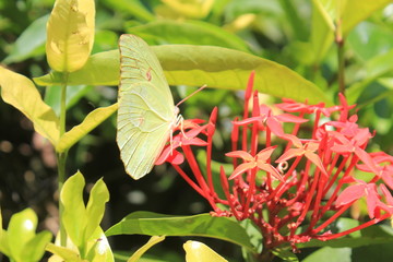Jardín con flores rojas y mariposa