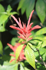 Jardín con flores rojas