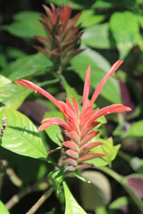 Jardín con flores rojas