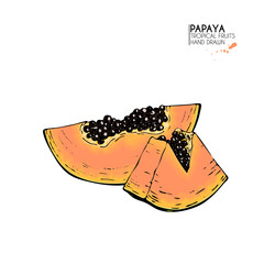 Vector hand drawn set of exotic fruits. Isolated papaya. Engraved colored art. Delicious tropical vegetarian objects.