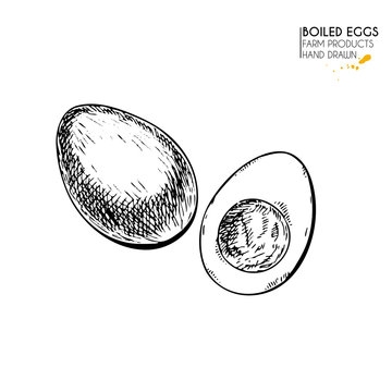 Vector hand drawn set of farm products. Isolated hen boiled egg. Engraved art. Organic sketched farming meal.