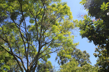 Bosque de follaje verde
