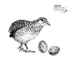 Vector hand drawn set of farm animals. Isolated quail bird and eggs. Engraved art. Organic sketched farming birds. - 158155327