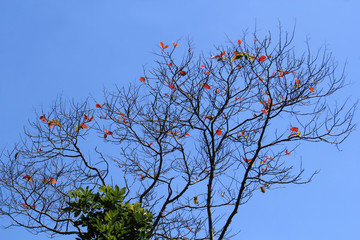 Follaje con firmamento azul