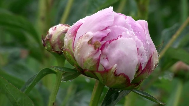 Wassertropfen verzieren die geschlossene zartrosa Pfingstrose (Nahaufnahme)