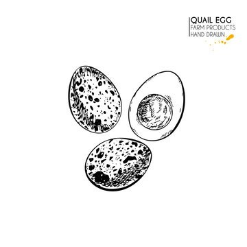 Vector hand drawn set of farm products. Isolated quail boiled egg. Engraved art. Organic sketched farming meal.