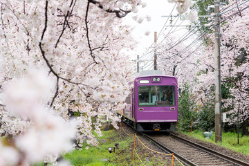 Fototapeta premium View of Kyoto local train traveling on rail tracks with flourishing cherry blossoms along the railway in Kyoto, Japan.