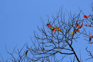 Ramas secas con firmamento azul