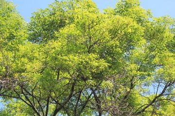 Fototapeta premium Follaje con firmamento azul