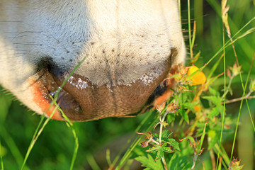 Obraz premium Kuh - Allgäu - Schnauze - Detail - Blume - Wiese 