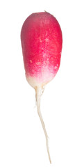 long red radish on white