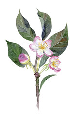 watercolor hand drawn illustration of apple blossom on branch with leaves and bud