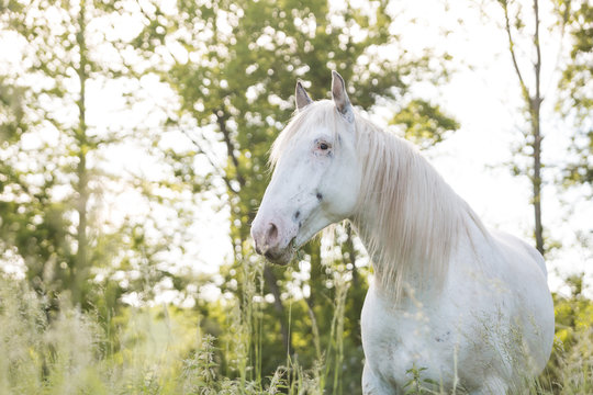 wei&szlig;es Pferd