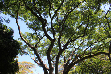 Bosque con firmamento azul