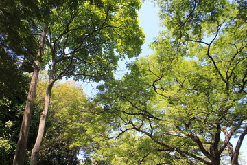 Bosque con firmamento azul