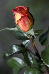 Beautiful rose blooming in summer